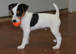 Jack Russell Puppy Pictures 1135 Mattie male 6 ball side view.jpg