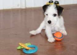 Jack Russell Puppy Pictures 1136 Mattie male 1 ball.jpg