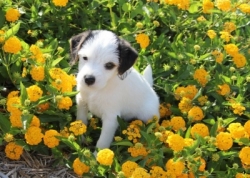 Jack Russell Puppy Pictures 1137 Mattie male 1 flowers.jpg