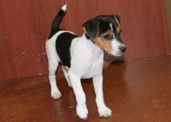 Jack Russell Puppy Pictures 1138 Mattie male 2   DOB 8/1/2014    Smooth Coat