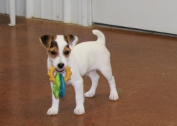 Jack Russell Puppy Pictures 1139 Mattie male 3.jpg