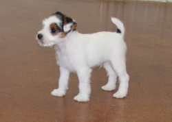 Jack Russell Puppy Pictures 1140 Charlotte boy 2.jpg