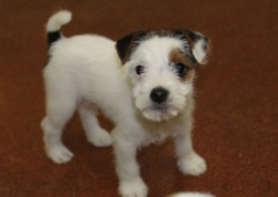 Jack Russell Puppy Pictures 1142 Charlotte boy.jpg