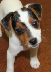 Jack Russell Puppy Pictures 1144 Charlotte female 1   DOB  8/13/2014