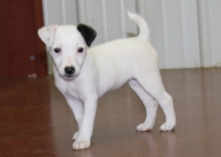 Jack Russell Puppy Pictures 1145 Charlotte female 2   DOB  8/13/2014