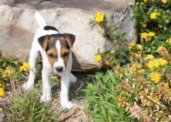 Jack Russell Puppy Pictures 1146 Bailey male    DOB 8/21/2014    Broken Coat