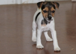 Jack Russell Puppy Pictures 1149 Bailey female 2    DOB 8/21/2014    Smooth Coat