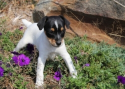 Jack Russell Puppy Pictures 1150 Bailey female 1    DOB 8/21/2014  Smooth Coat