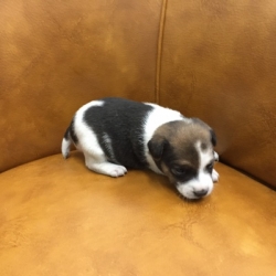 Jack Russell Puppy Pictures 1153 Bonnie male 1    DOB 10/28/2014