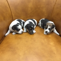 Jack Russell Puppy Pictures 1155 Bonnie males  DOB 10/28/2014