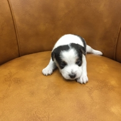Jack Russell Puppy Pictures 1156 Bonnie male 2  DOB 10/28/2014
