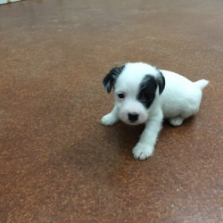 Jack Russell Puppy Pictures 1158 Jody female 3   DOB  10/17/2014