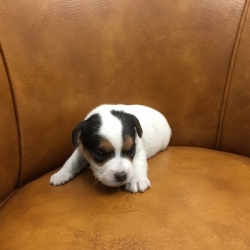 Jack Russell Puppy Pictures 1162 Paris female 2  DOB 10/25/2014