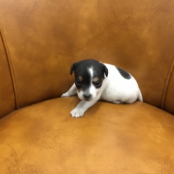 Jack Russell Puppy Pictures 1163 Paris female 1  DOB 10/25/2014