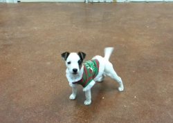 Jack Russell Puppy Pictures 1165 Tammy male  DOB 9/6/2014  Smooth coat