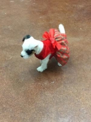 Jack Russell Puppy Pictures 1166 Tammy girl dress floor.jpg