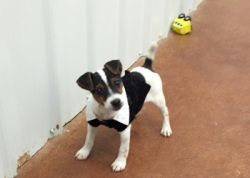 Jack Russell Puppy Pictures 1168 Patches male  DOB 8/15/2014    Broken Coat