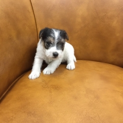 Jack Russell Puppy Pictures 1169 Tanya male 2  DOB 10/15/2014