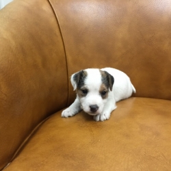 Jack Russell Puppy Pictures 1170 Tanya male 1  DOB 10/15/2014