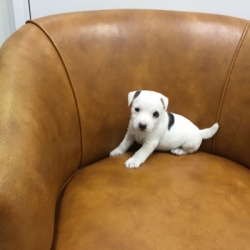 Jack Russell Puppy Pictures 1171 Tanya female  DOB 10/15/2014