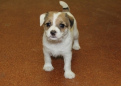 Jack Russell Puppy Pictures 1172 Bonnie female 1  DOB  10/28/2014