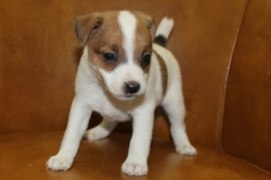 Jack Russell Puppy Pictures 1173 Bonnie female 3  DOB 10/28/2013