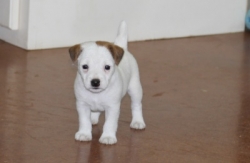 Jack Russell Puppy Pictures 1174 Bonnie female 2  DOB 10/28/2014