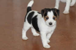 Jack Russell Puppy Pictures 1175 Bonnie male 2   10/28/2014