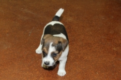 Jack Russell Puppy Pictures 1176 Bonnie male 1   DOB 10/28/2014
