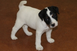 Jack Russell Puppy Pictures 1177 Breanna female 1    DOB 10/18/2014