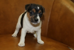Jack Russell Puppy Pictures 1178 Bonnie male 3   DOB 10/28/2014