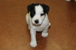 Jack Russell Puppy Pictures 1179 Breanna female 2  DOB 10/18/2014