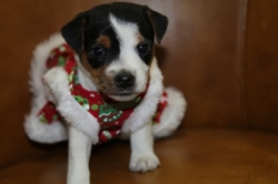 Jack Russell Puppy Pictures 1180 Jasmine female 2   DOB  11/1/2014