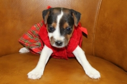Jack Russell Puppy Pictures 1181 Jasmine female 1   DOB 11/1/2014