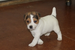 Jack Russell Puppy Pictures 1182 Jasmine male 1   1/11/2014