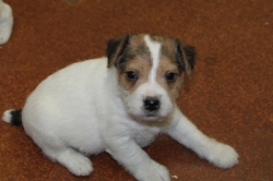 Jack Russell Puppy Pictures 1184 Jasmine male 3     DOB  11/1/2014
