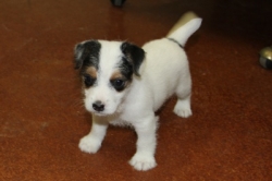 Jack Russell Puppy Pictures 1185 Paris male 2  DOB 10/25/2014