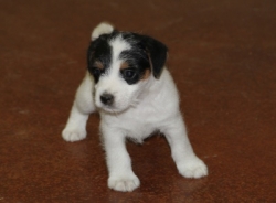 Jack Russell Puppy Pictures 1186 Paris Male 1   DOB 10/25/2014