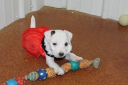Jack Russell Puppy Pictures 1187 Tanya female.JPG