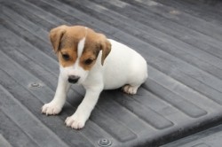 Jack Russell Puppy Pictures 1188 Sandy female 5.jpg  smooth coat