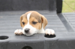 Jack Russell Puppy Pictures 1190 Sandie female 5 pic 2.jpg  smooth coat