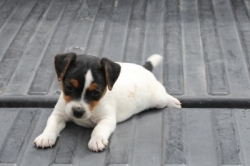 Jack Russell Puppy Pictures 1192 Sandie female 4 pic 2  Broken coat