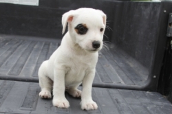 Jack Russell Puppy Pictures 1198 Annie female 1  Smooth Coat