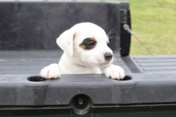 Jack Russell Puppy Pictures 1199 Annie female 1 pic 2  Smooth coat