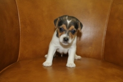 Jack Russell Puppy Pictures 1200 Judy male 2  Smooth coat