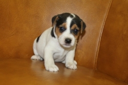 Jack Russell Puppy Pictures 1201 Judy male 3  Smooth coat