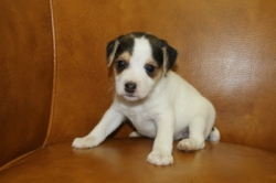 Jack Russell Puppy Pictures 1202 Judy male 1  Broken coat