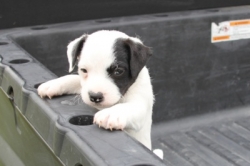 Jack Russell Puppy Pictures 1203 Gracie male   Broken Coat
